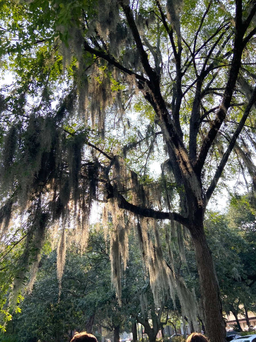 5 Things I Learned About Trees This&nbsp;Month